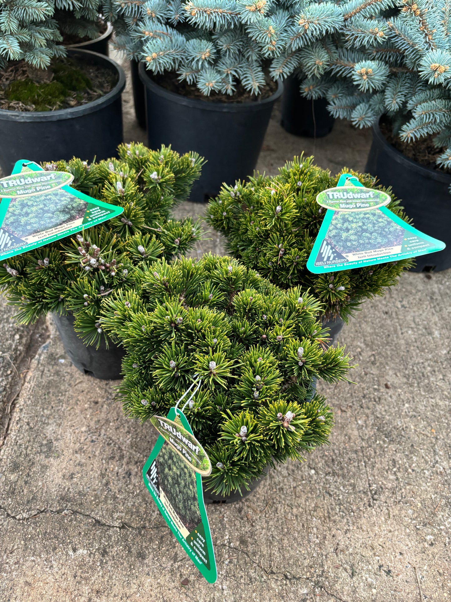 Pinus mugo ‘White Bud’