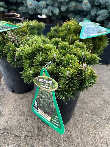 Pinus mugo ‘White Bud’