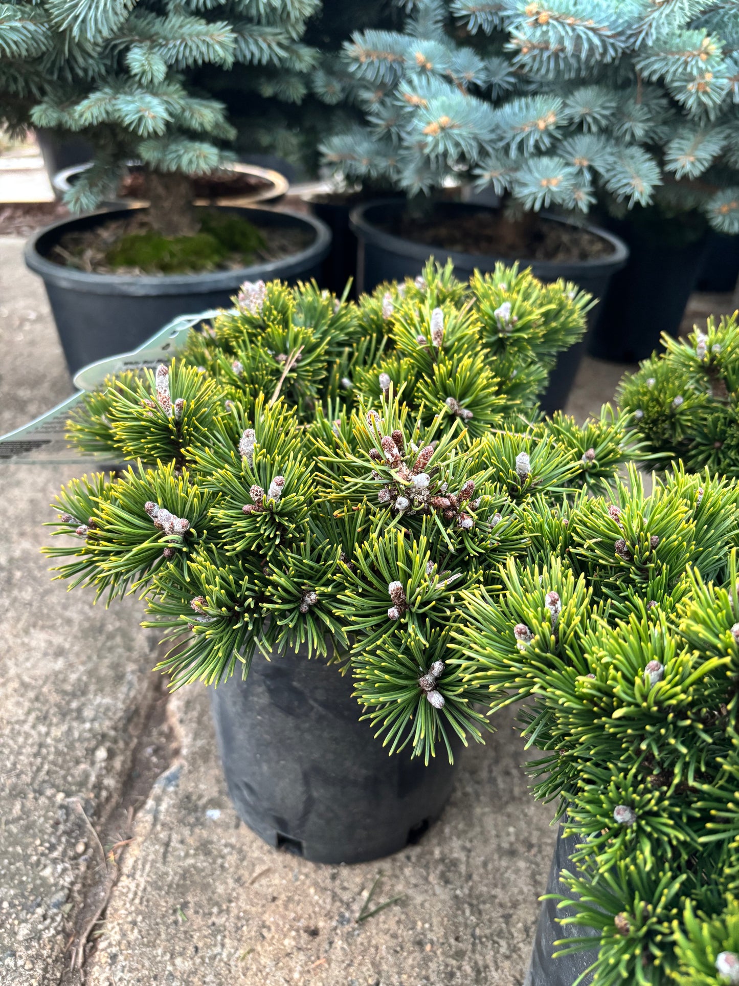 Pinus mugo ‘White Bud’