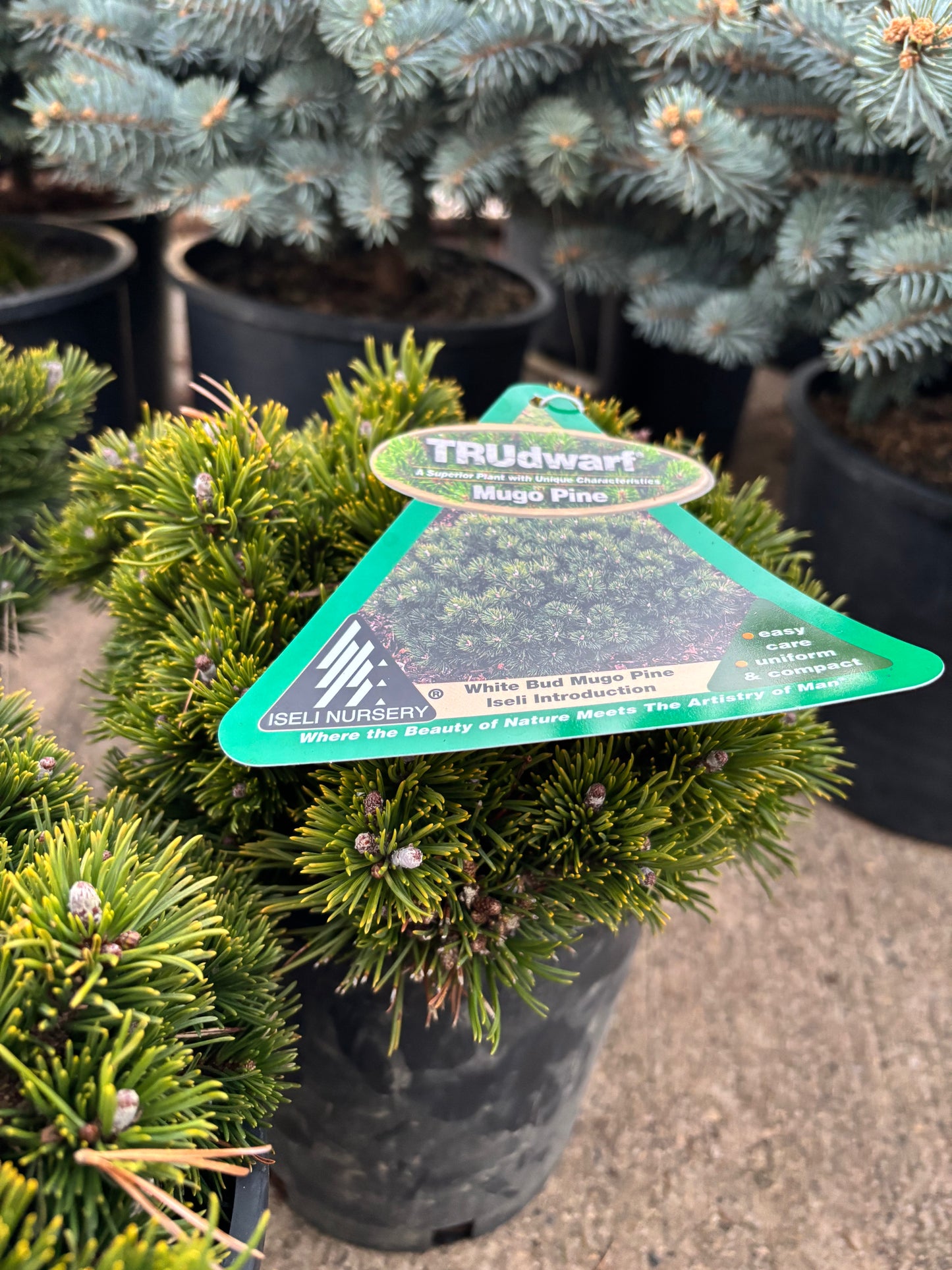 Pinus mugo ‘White Bud’