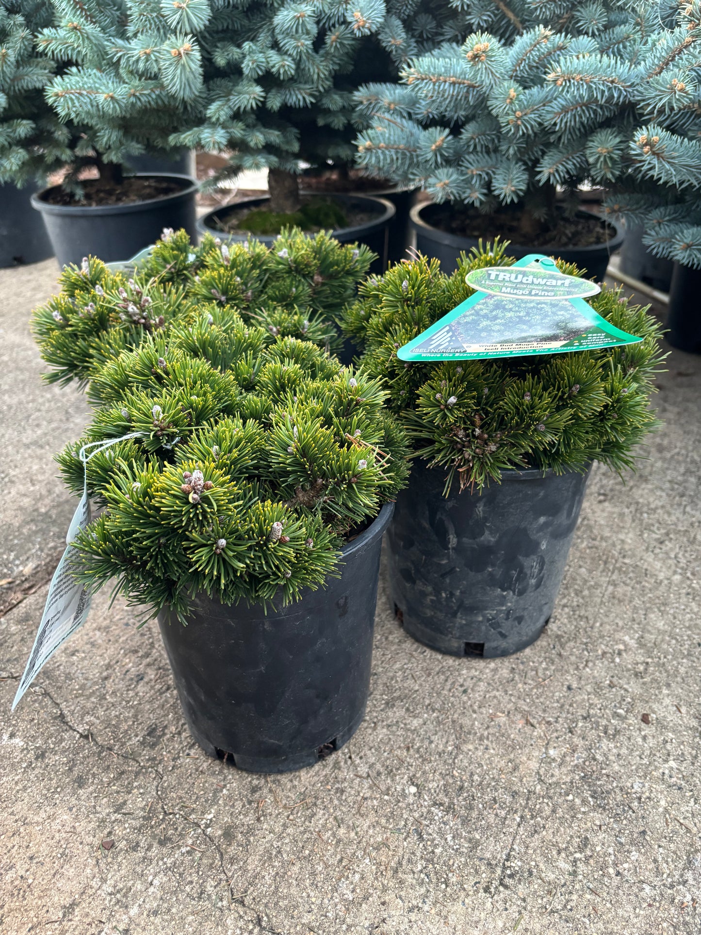 Pinus mugo ‘White Bud’