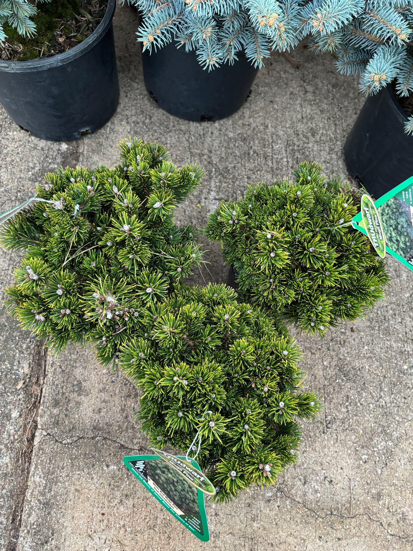Pinus mugo ‘White Bud’