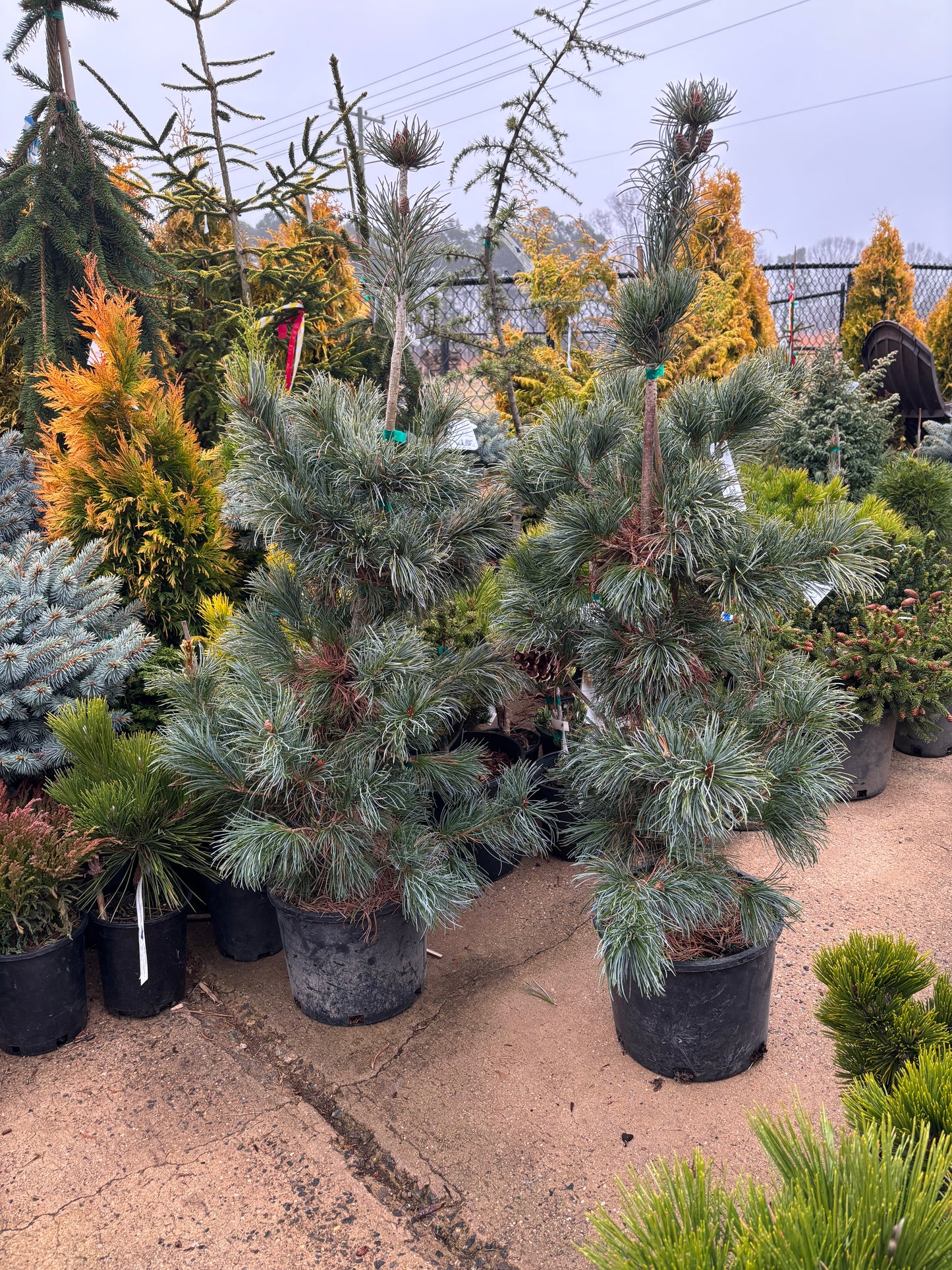 Pinus parviflora ‘Blauer Engel’