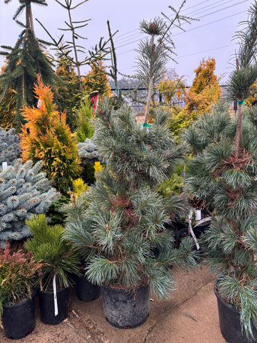 Pinus parviflora ‘Blauer Engel’