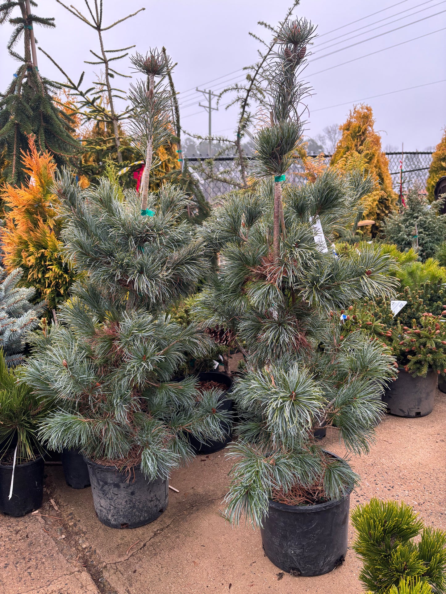 Pinus parviflora ‘Blauer Engel’