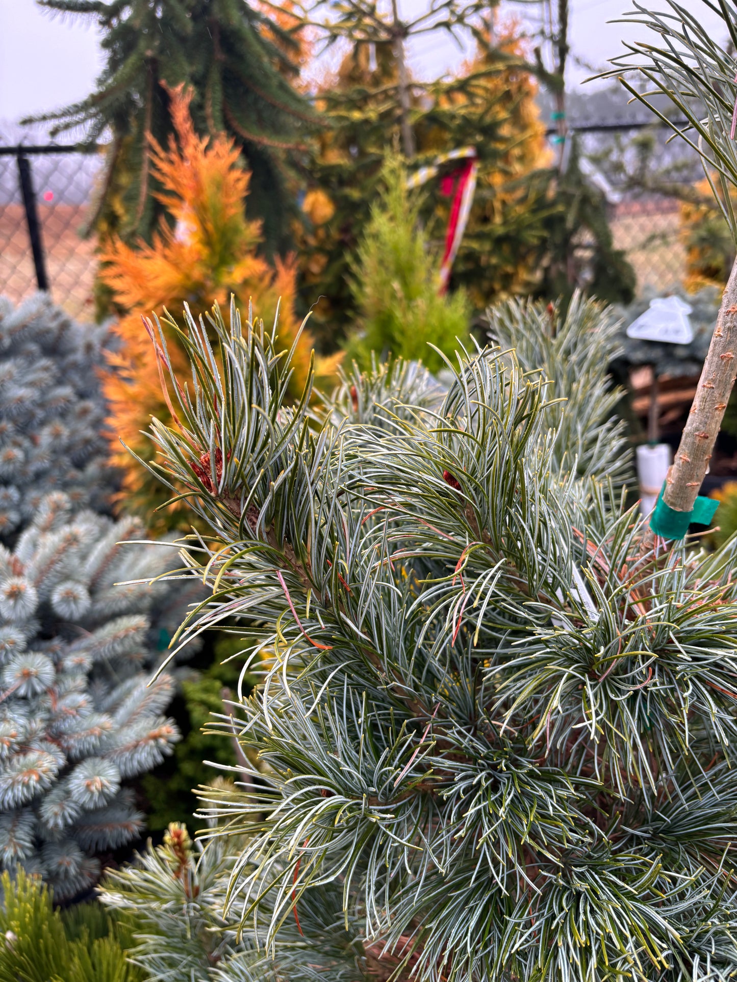 Pinus parviflora ‘Blauer Engel’