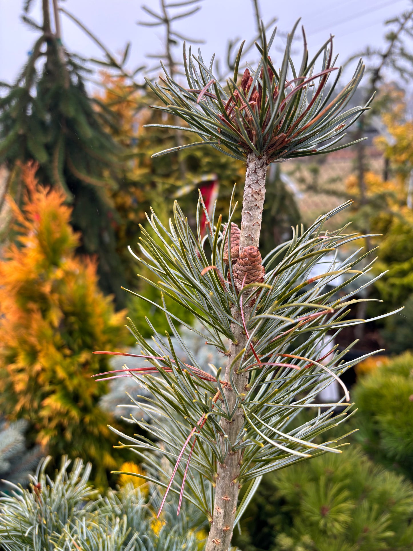 Pinus parviflora ‘Blauer Engel’