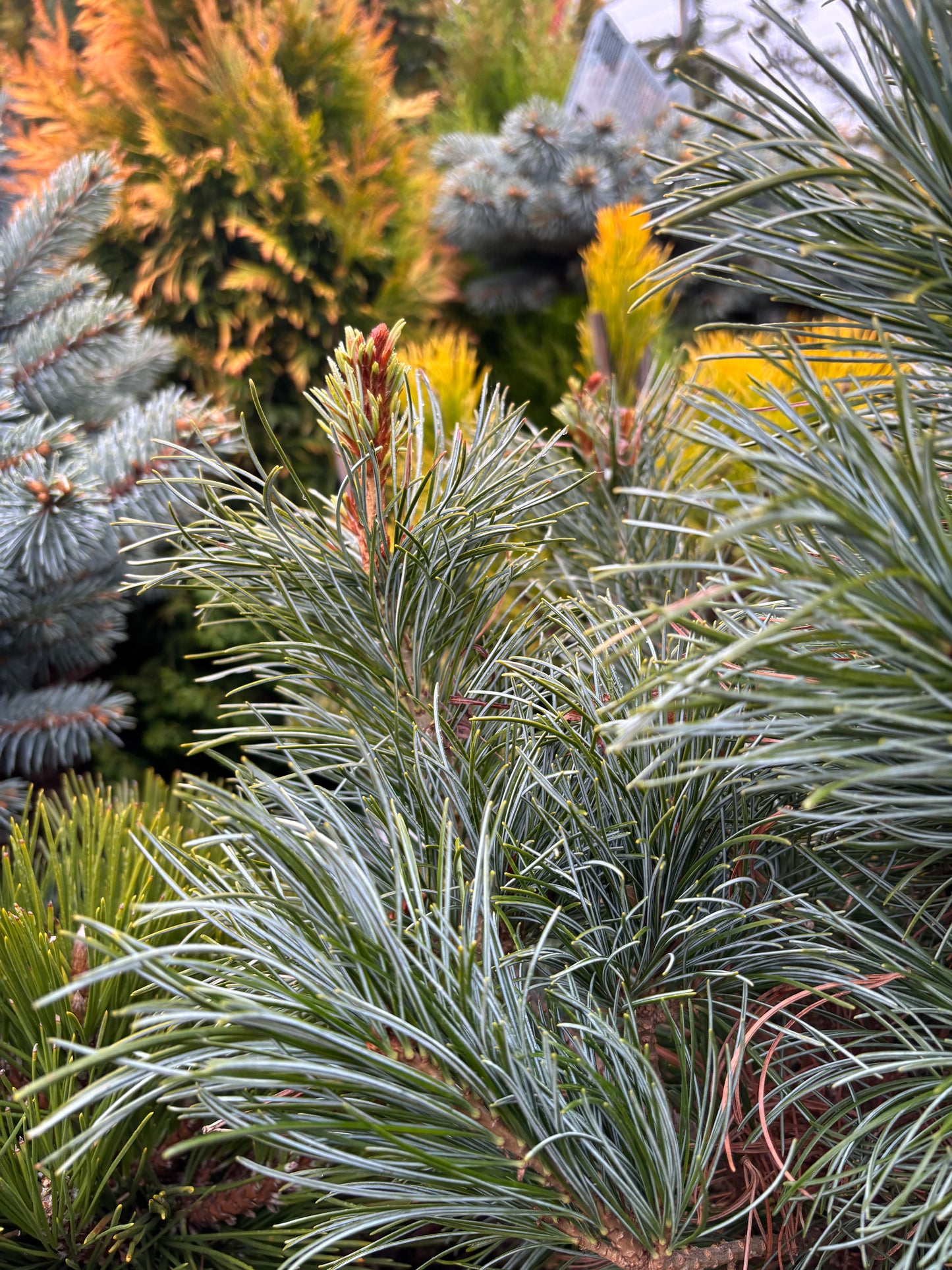 Pinus parviflora ‘Blauer Engel’