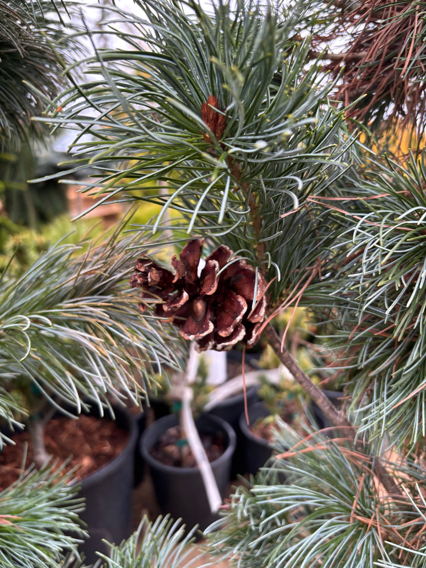 Pinus parviflora ‘Blauer Engel’