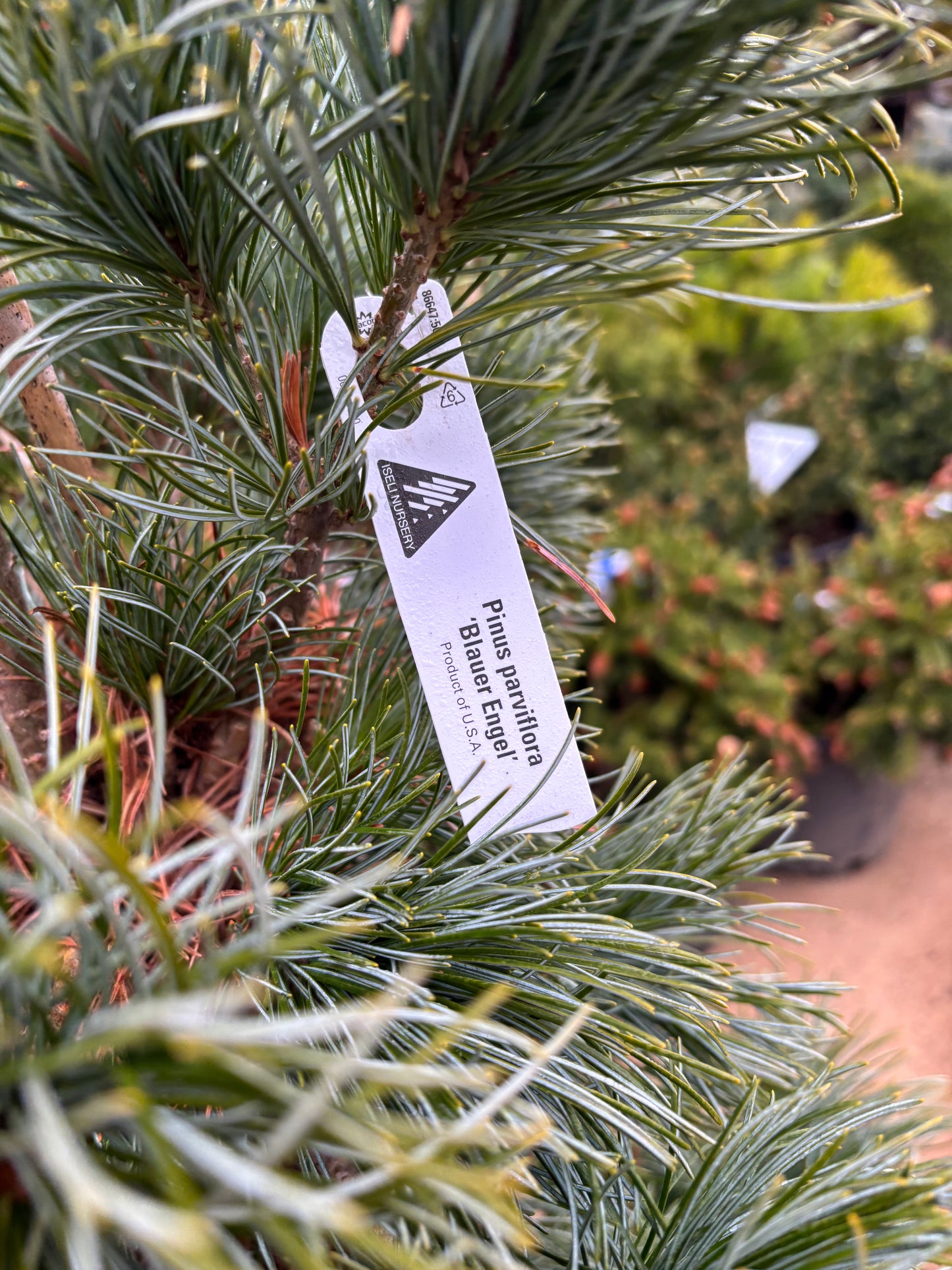 Pinus parviflora ‘Blauer Engel’