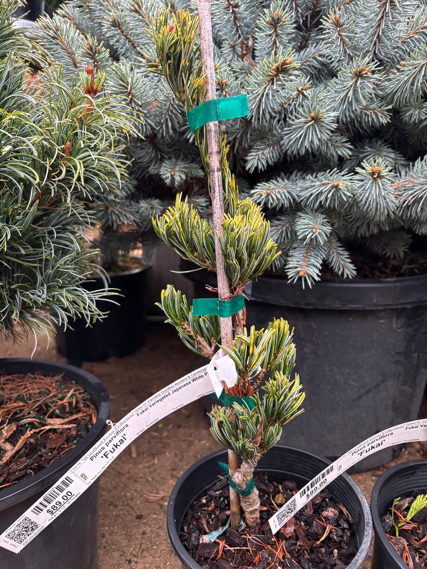 Pinus parviflora 'Fukai'