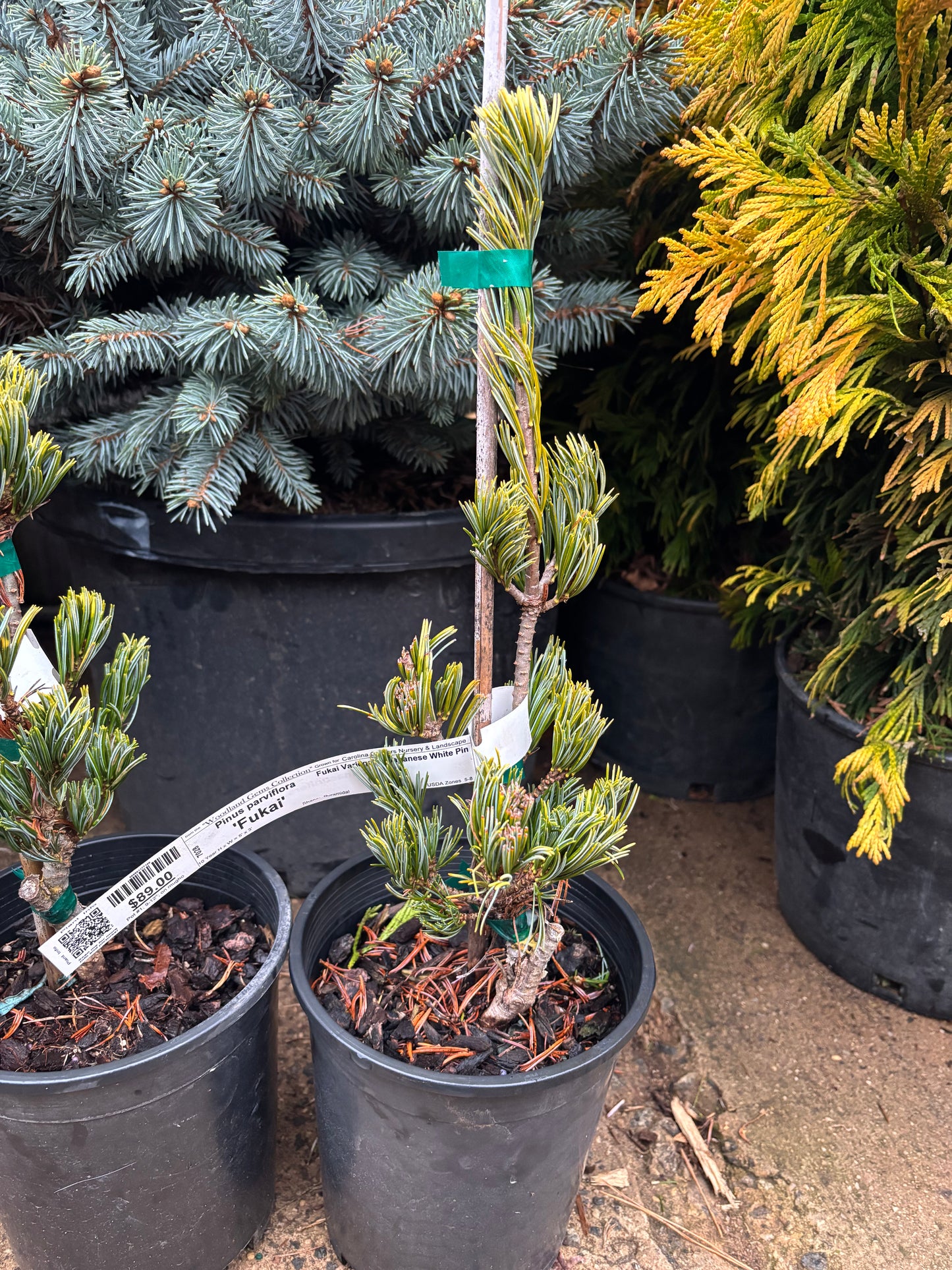 Pinus parviflora 'Fukai'