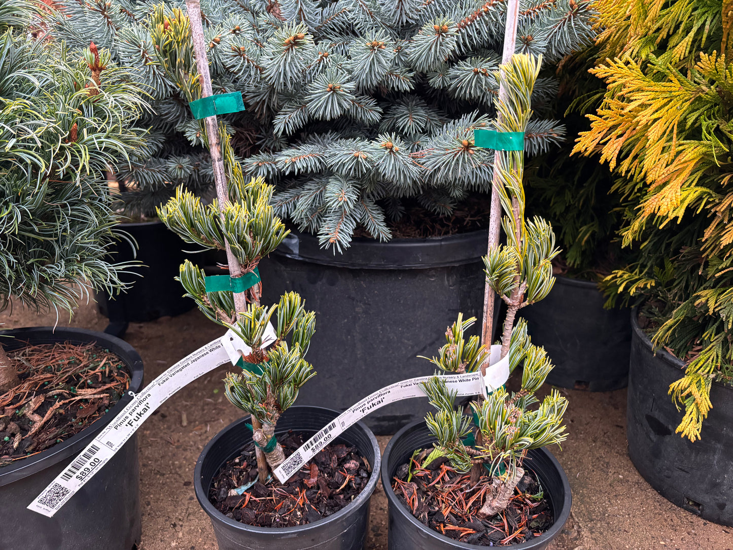 Pinus parviflora 'Fukai'
