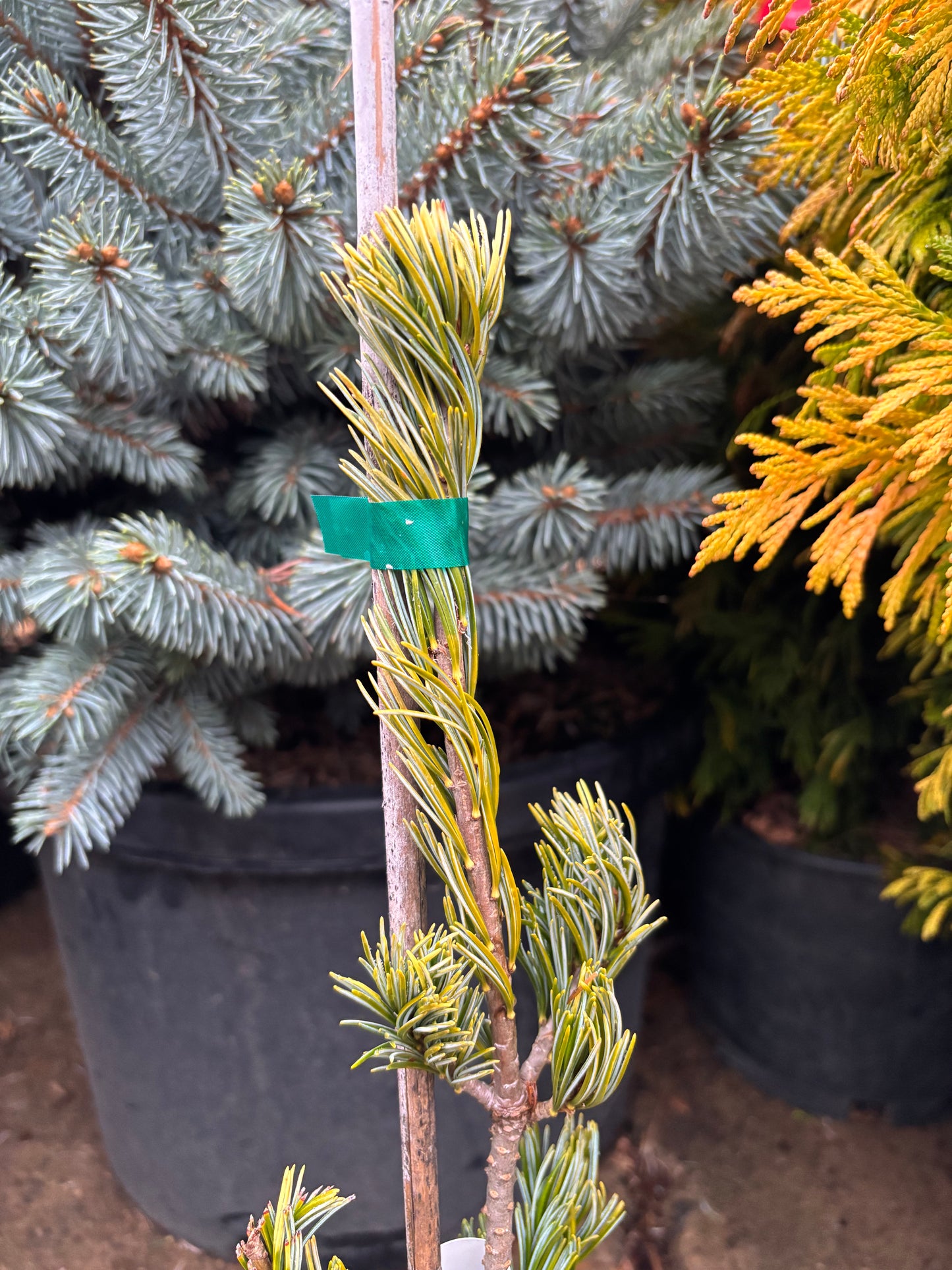 Pinus parviflora 'Fukai'