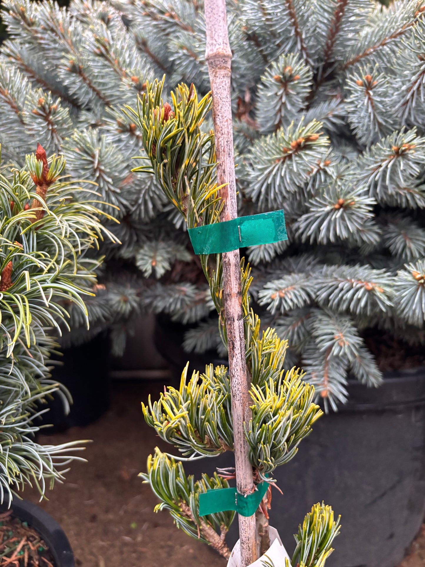 Pinus parviflora 'Fukai'