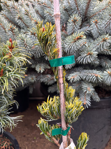 Pinus parviflora 'Fukai'