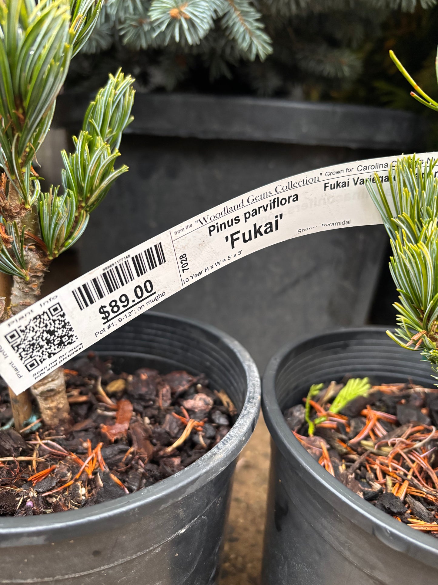 Pinus parviflora 'Fukai'