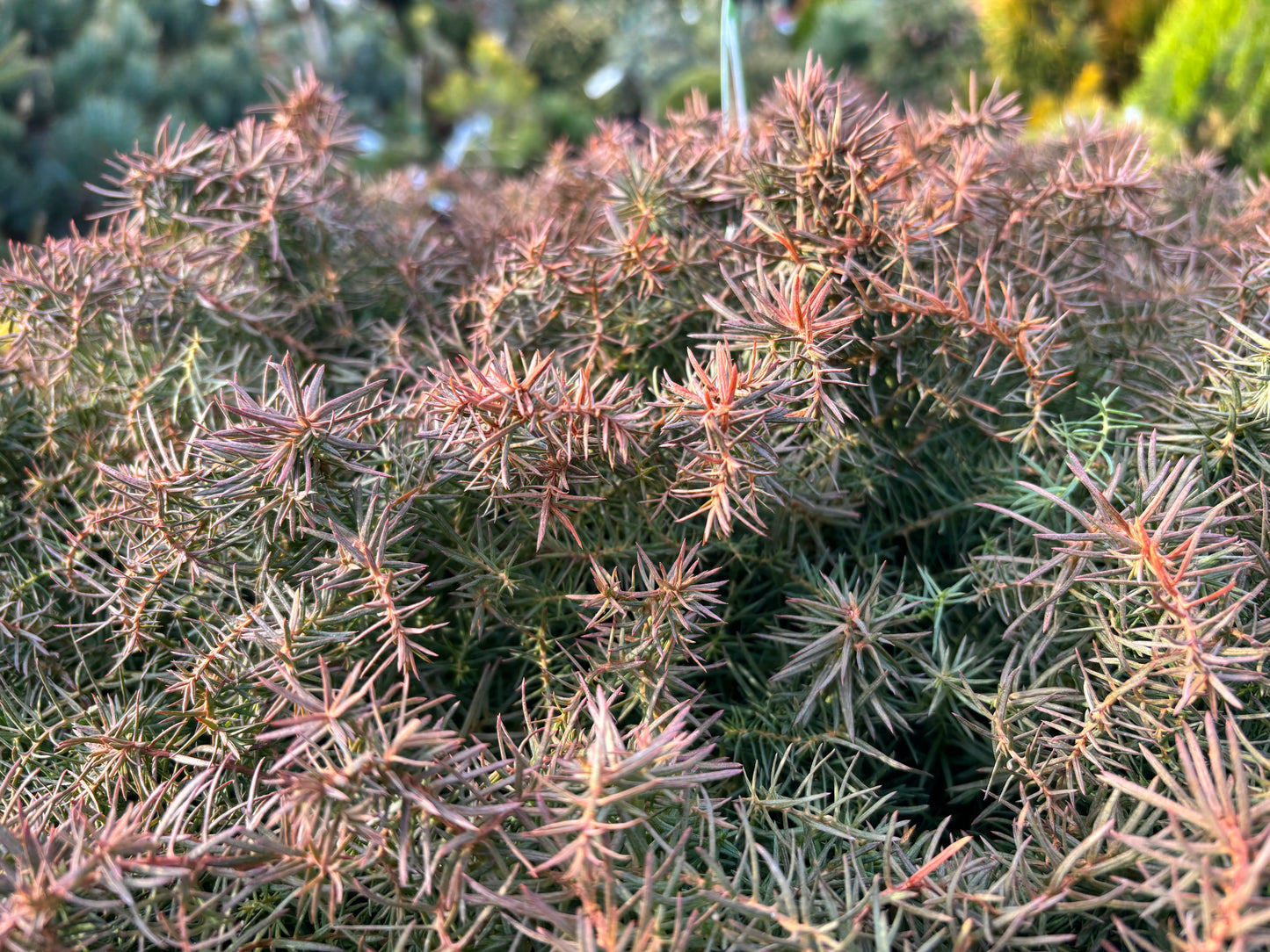 Cryptomeria japonica ‘Mushroom’ Mushroom Japanese Cedar