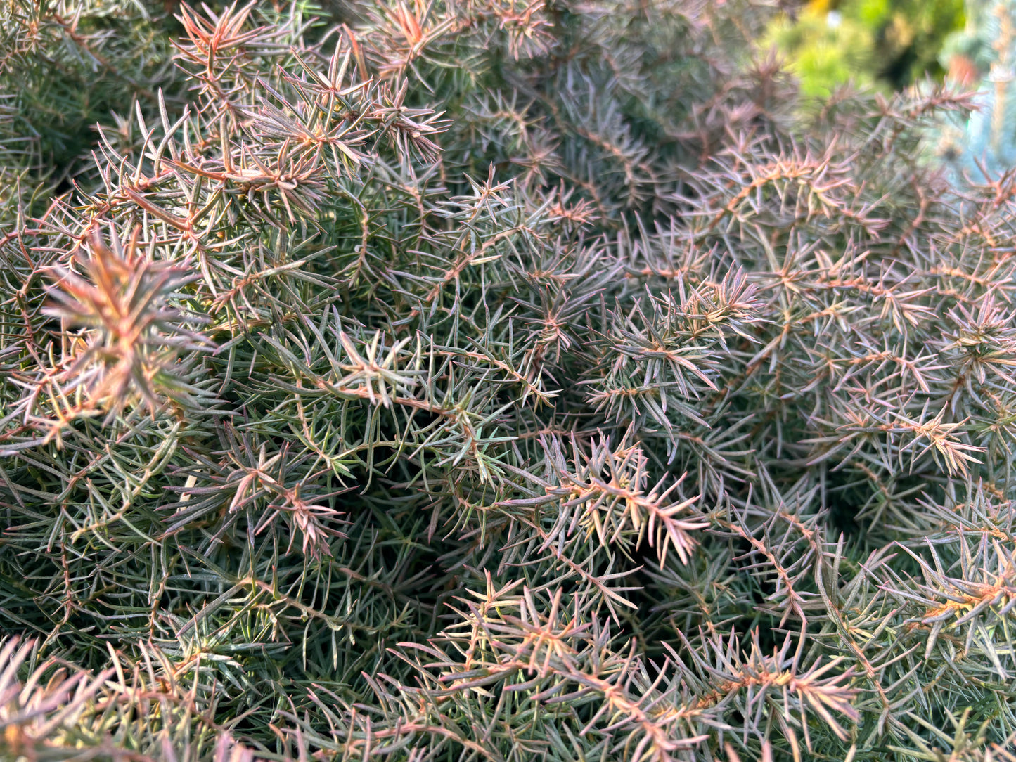 Cryptomeria japonica ‘Mushroom’ Mushroom Japanese Cedar