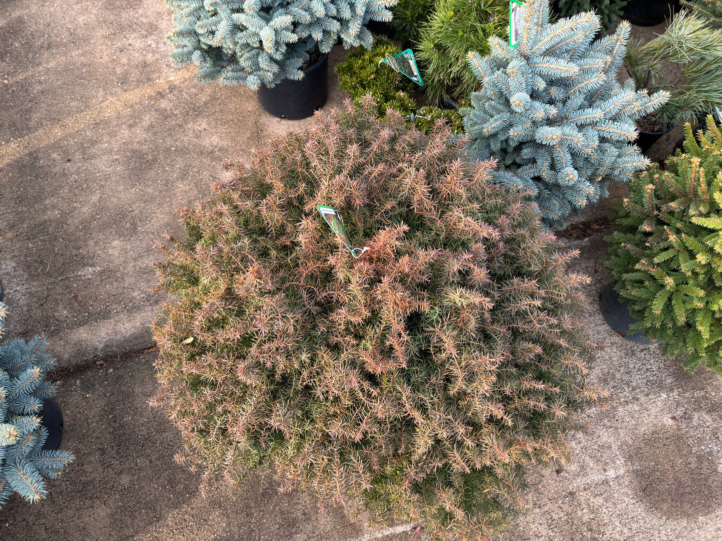 Cryptomeria japonica ‘Mushroom’ Mushroom Japanese Cedar