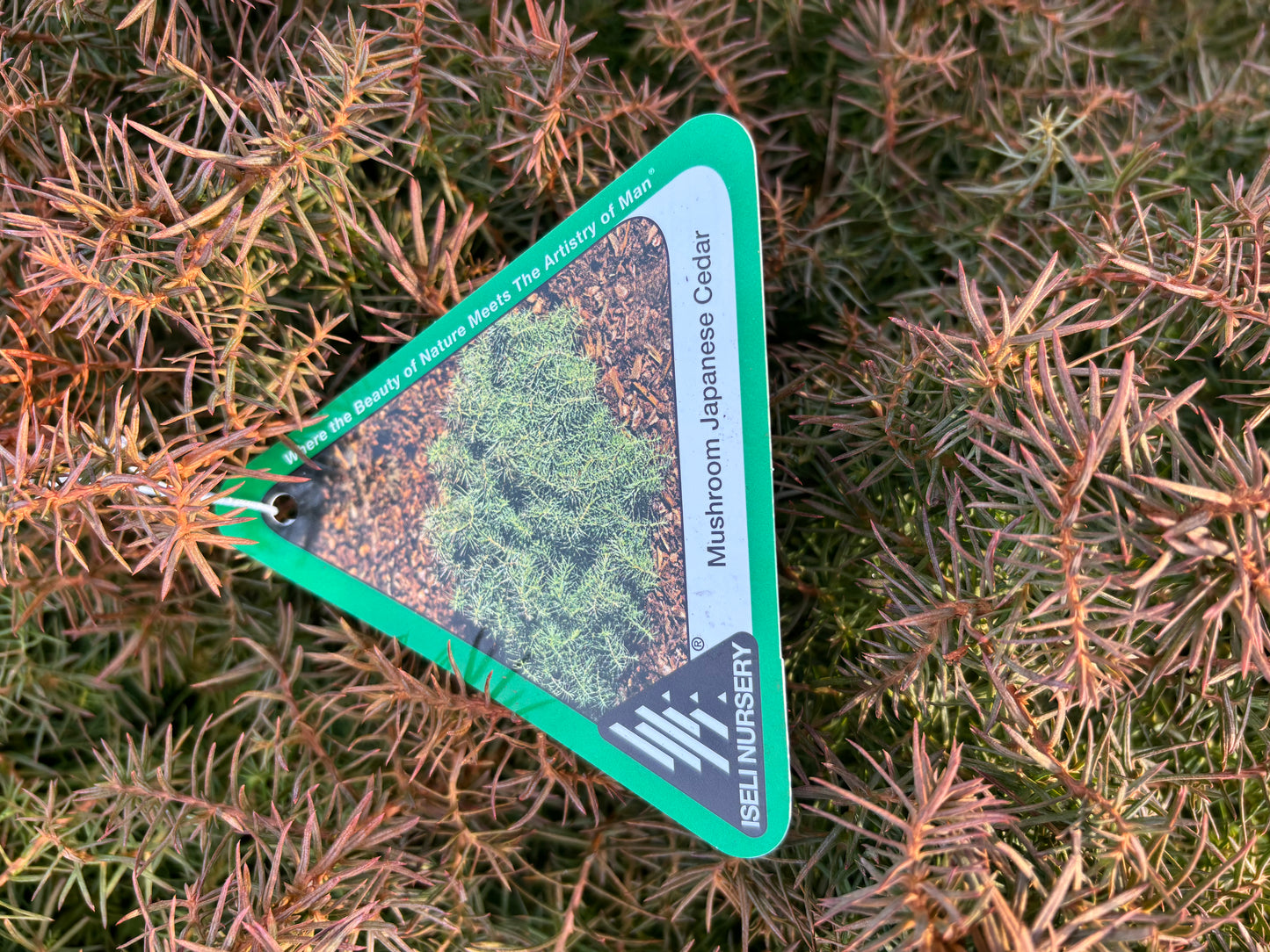 Cryptomeria japonica ‘Mushroom’ Mushroom Japanese Cedar