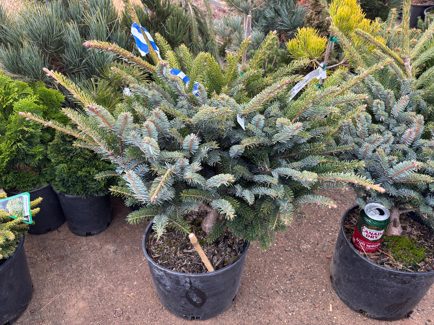 Picea bicolor (alcoquiana) ‘Howell’s Dwarf’ Tigertail Spruce