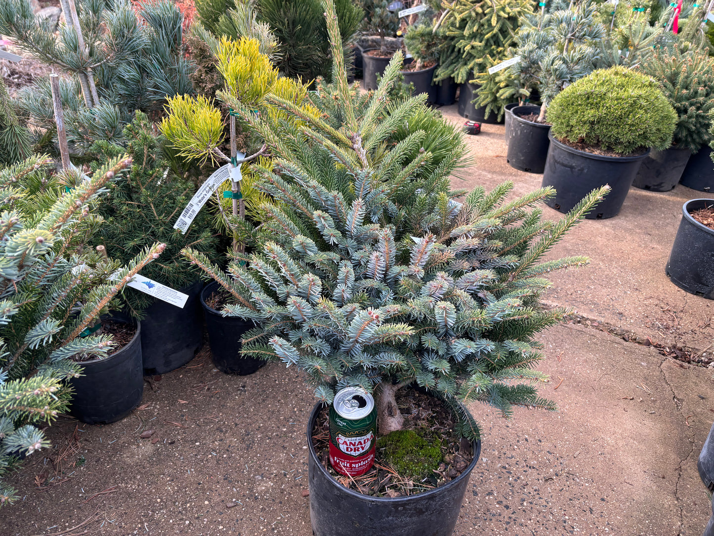 Picea bicolor (alcoquiana) ‘Howell’s Dwarf’ Tigertail Spruce
