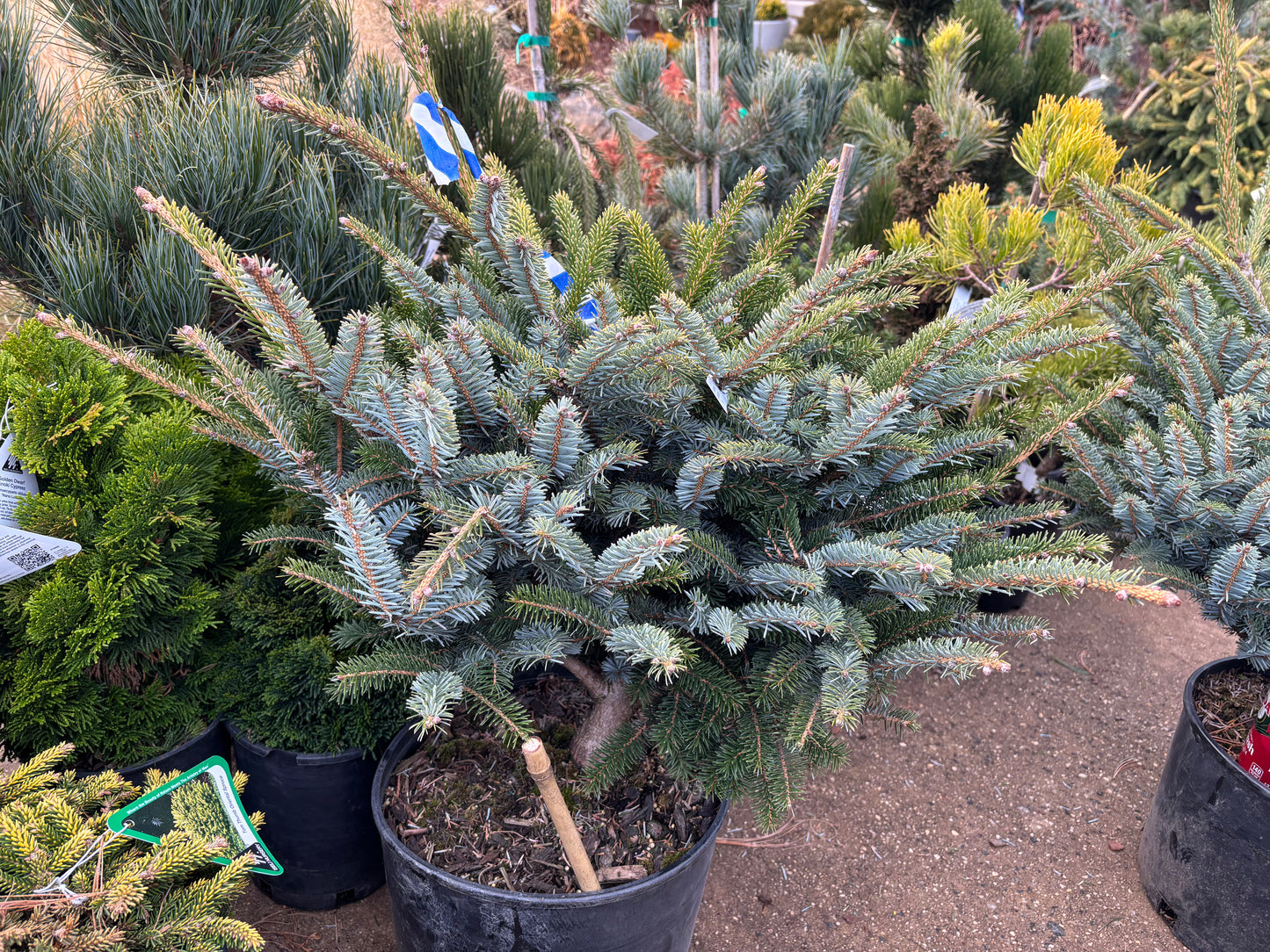 Picea bicolor (alcoquiana) ‘Howell’s Dwarf’ Tigertail Spruce