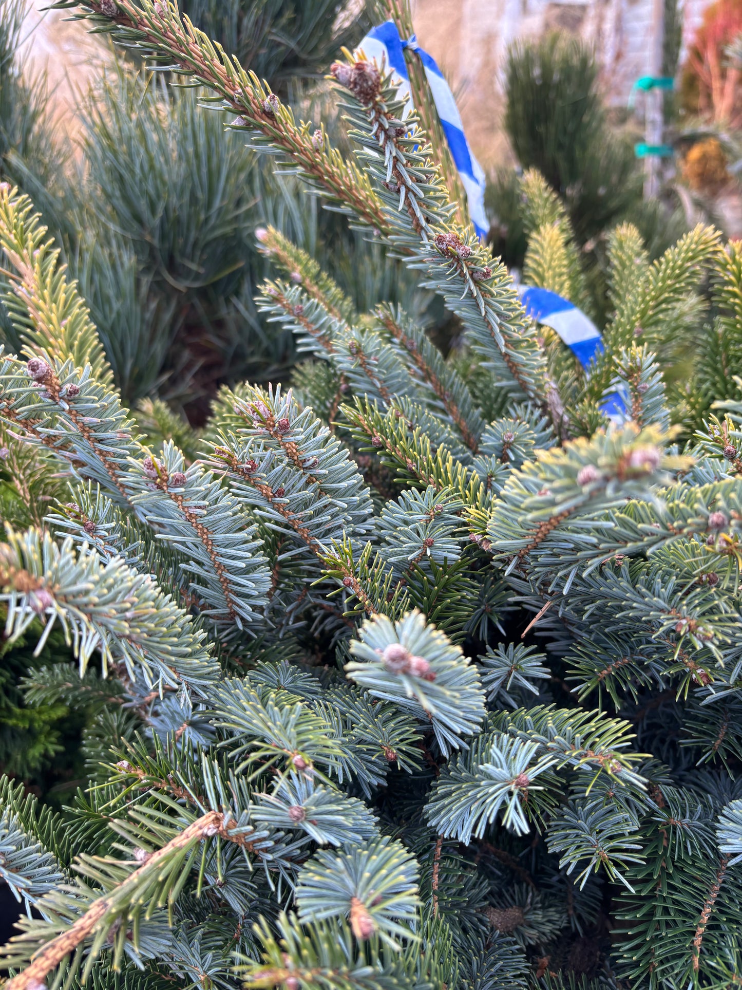 Picea bicolor (alcoquiana) ‘Howell’s Dwarf’ Tigertail Spruce