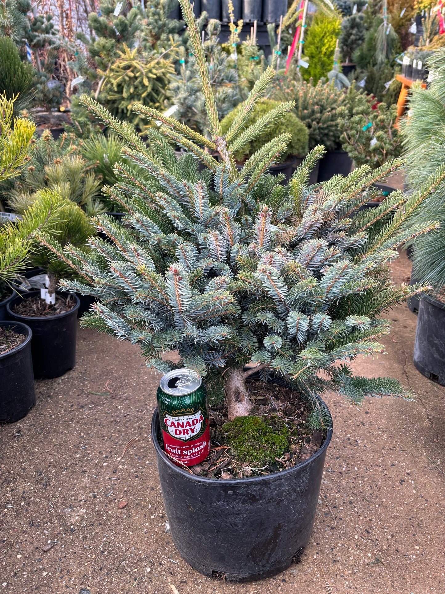 Picea bicolor (alcoquiana) ‘Howell’s Dwarf’ Tigertail Spruce