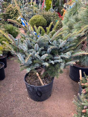 Picea bicolor (alcoquiana) ‘Howell’s Dwarf’ Tigertail Spruce