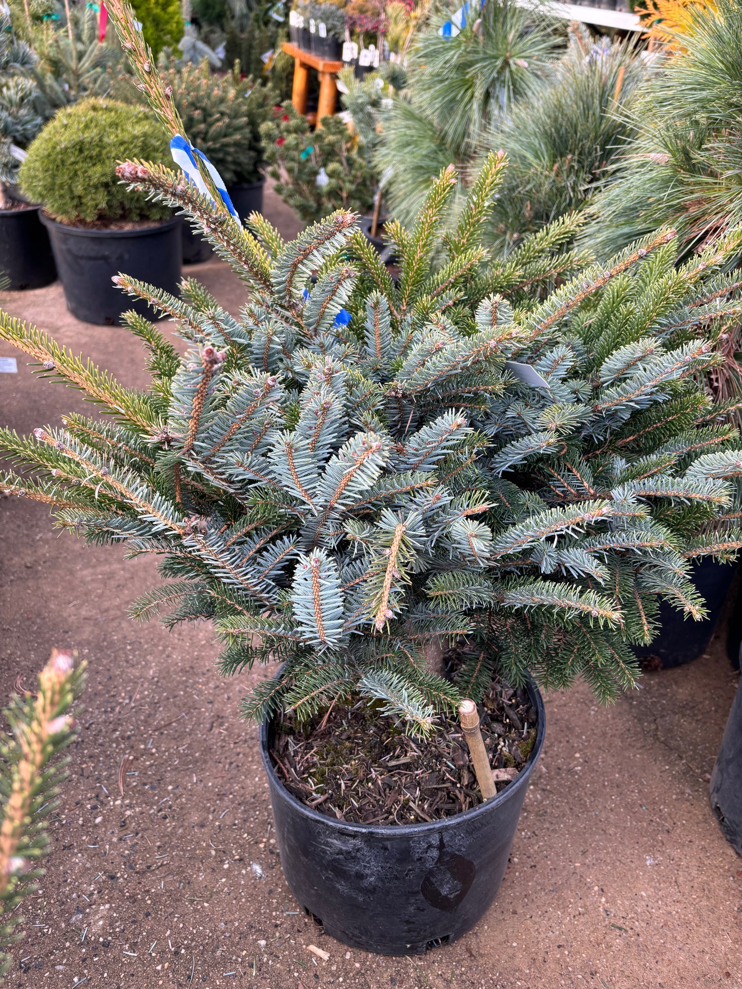 Picea bicolor (alcoquiana) ‘Howell’s Dwarf’ Tigertail Spruce