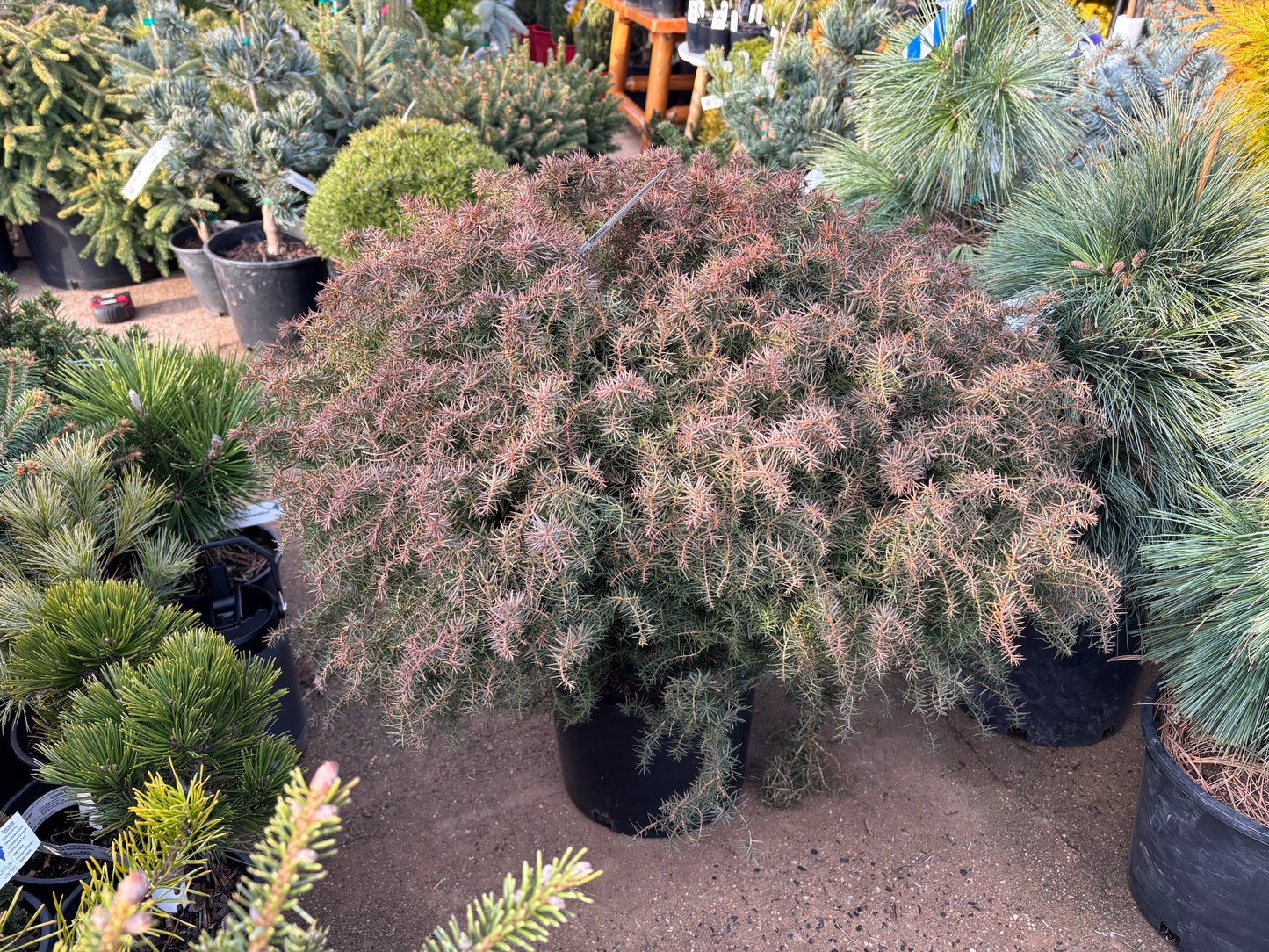Cryptomeria japonica ‘Mushroom’ Mushroom Japanese Cedar