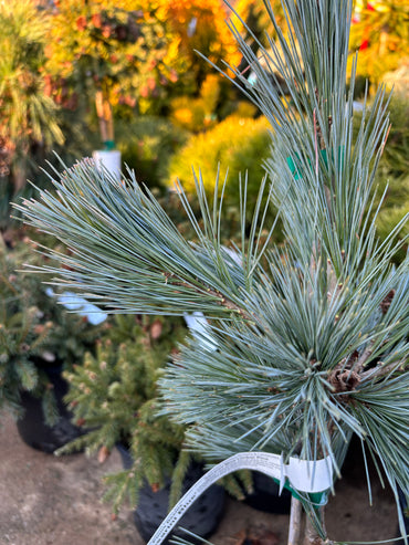 Pinus flexilis ‘Cesarini Blue’ (Limber Pine)