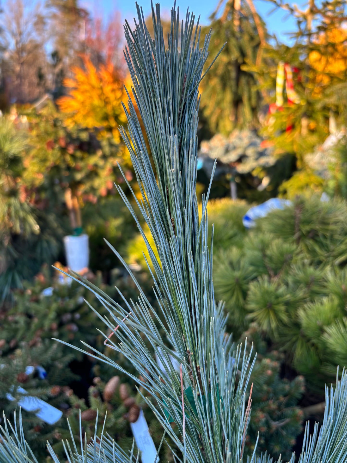 Pinus flexilis ‘Cesarini Blue’ (Limber Pine)
