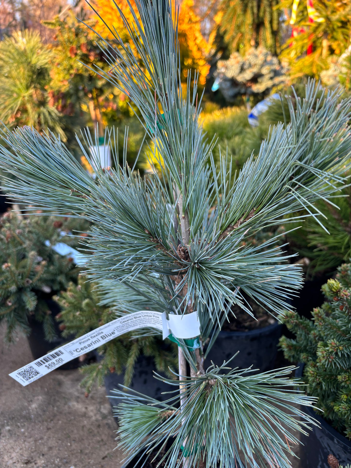 Pinus flexilis ‘Cesarini Blue’ (Limber Pine)