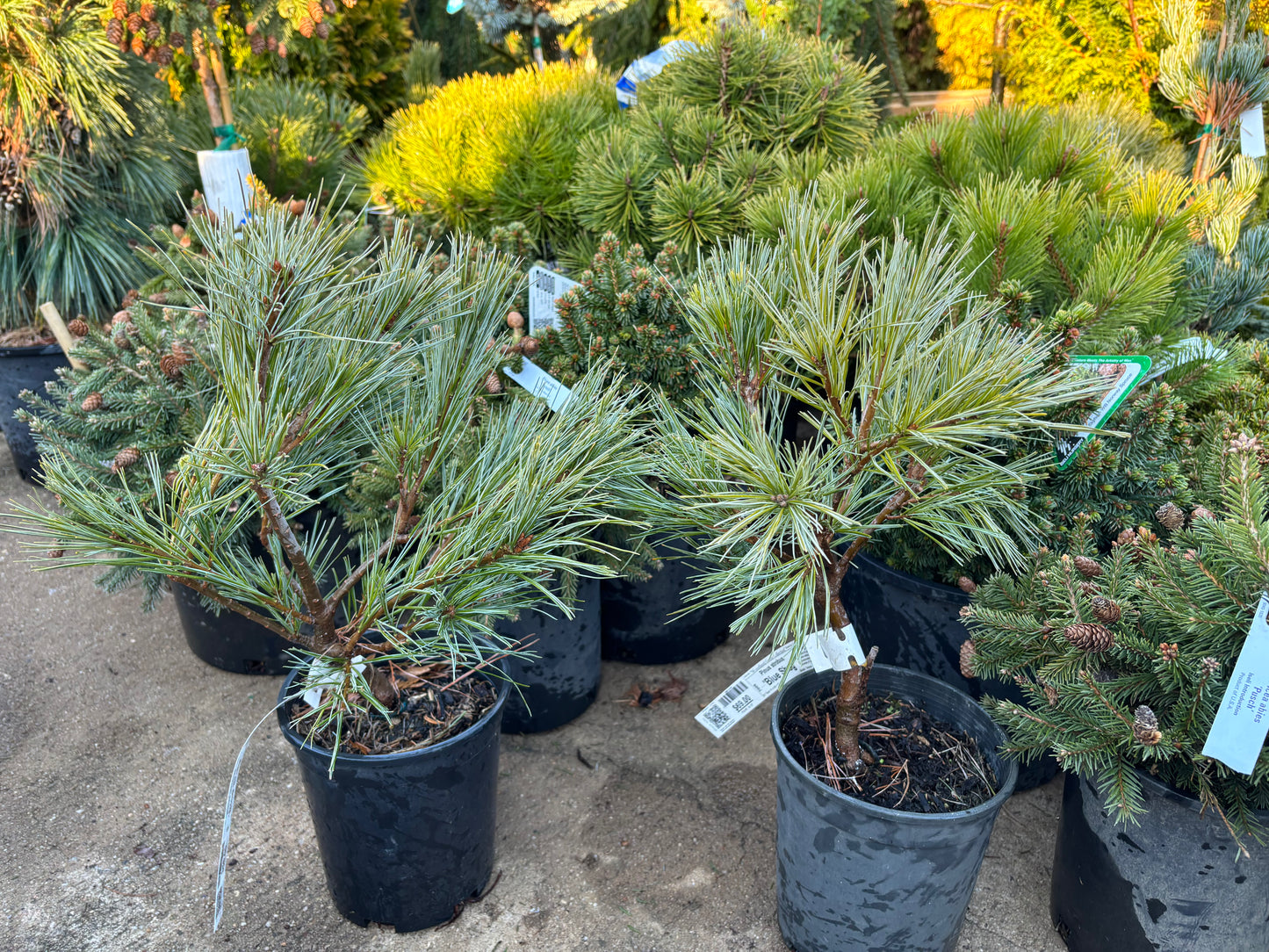Pinus strobus ‘Blue Shag’
