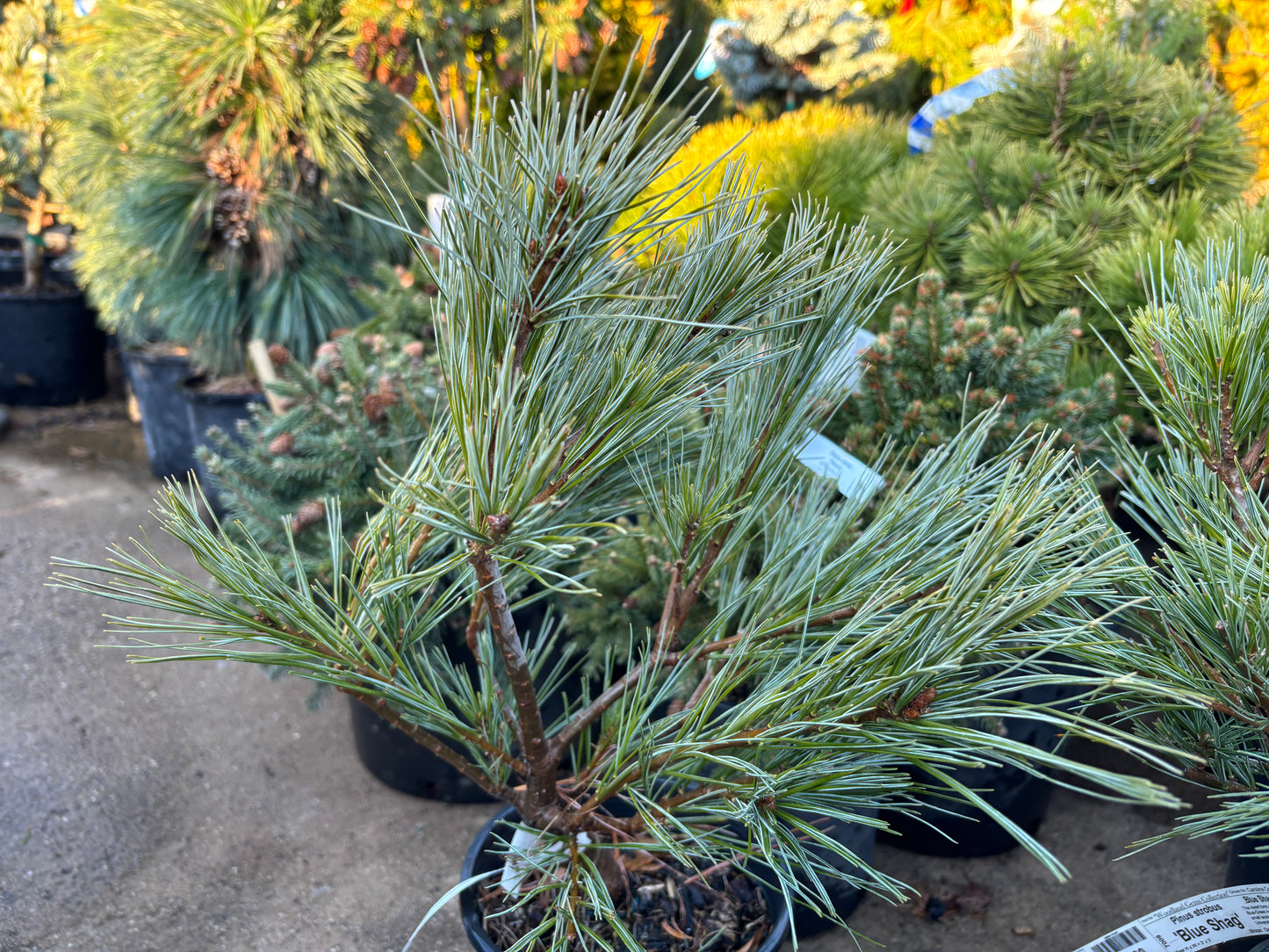 Pinus strobus ‘Blue Shag’