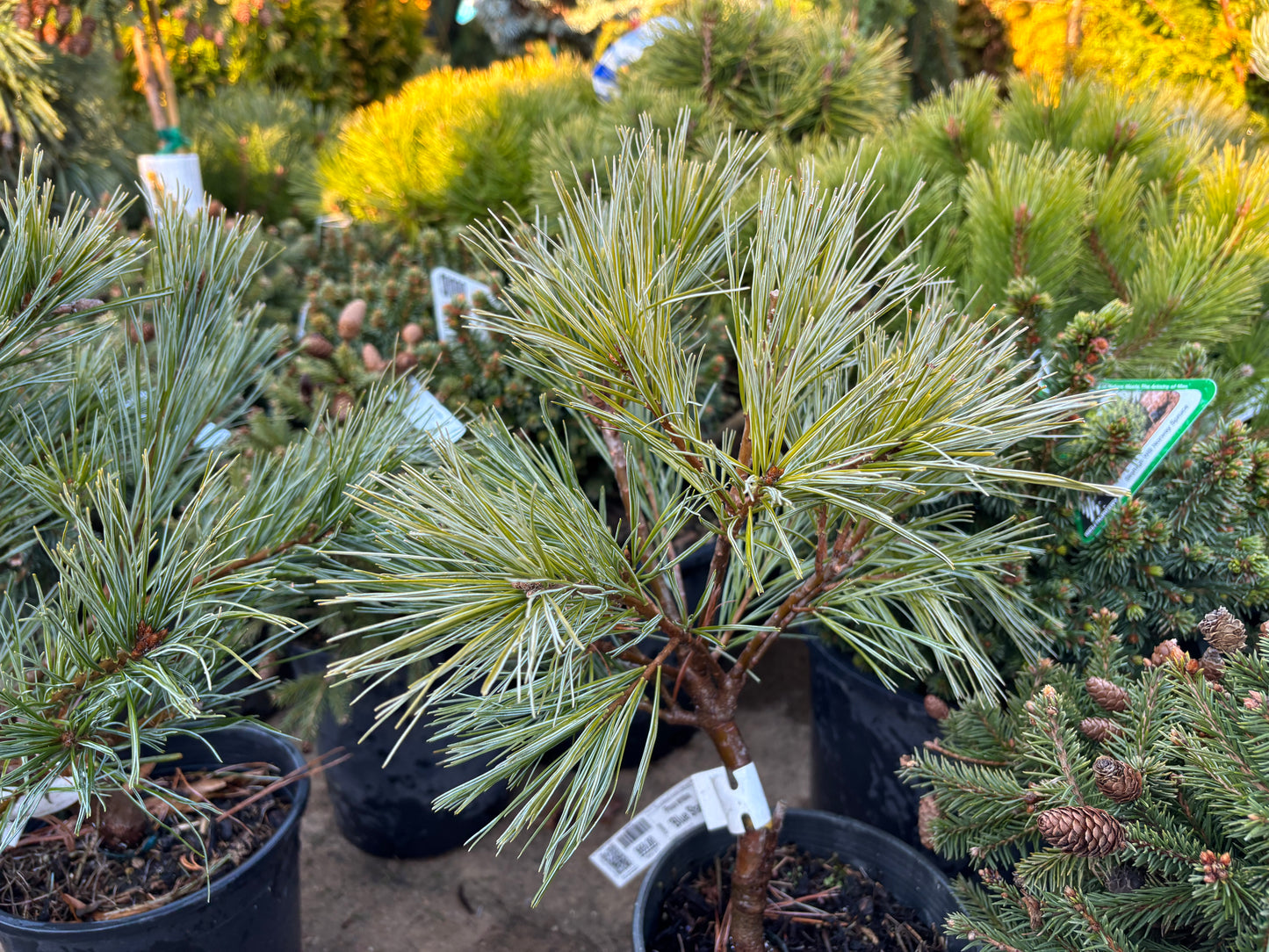 Pinus strobus ‘Blue Shag’
