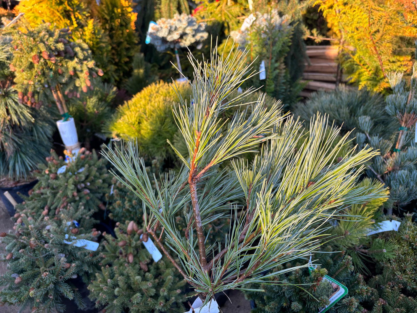 Pinus strobus ‘Blue Shag’