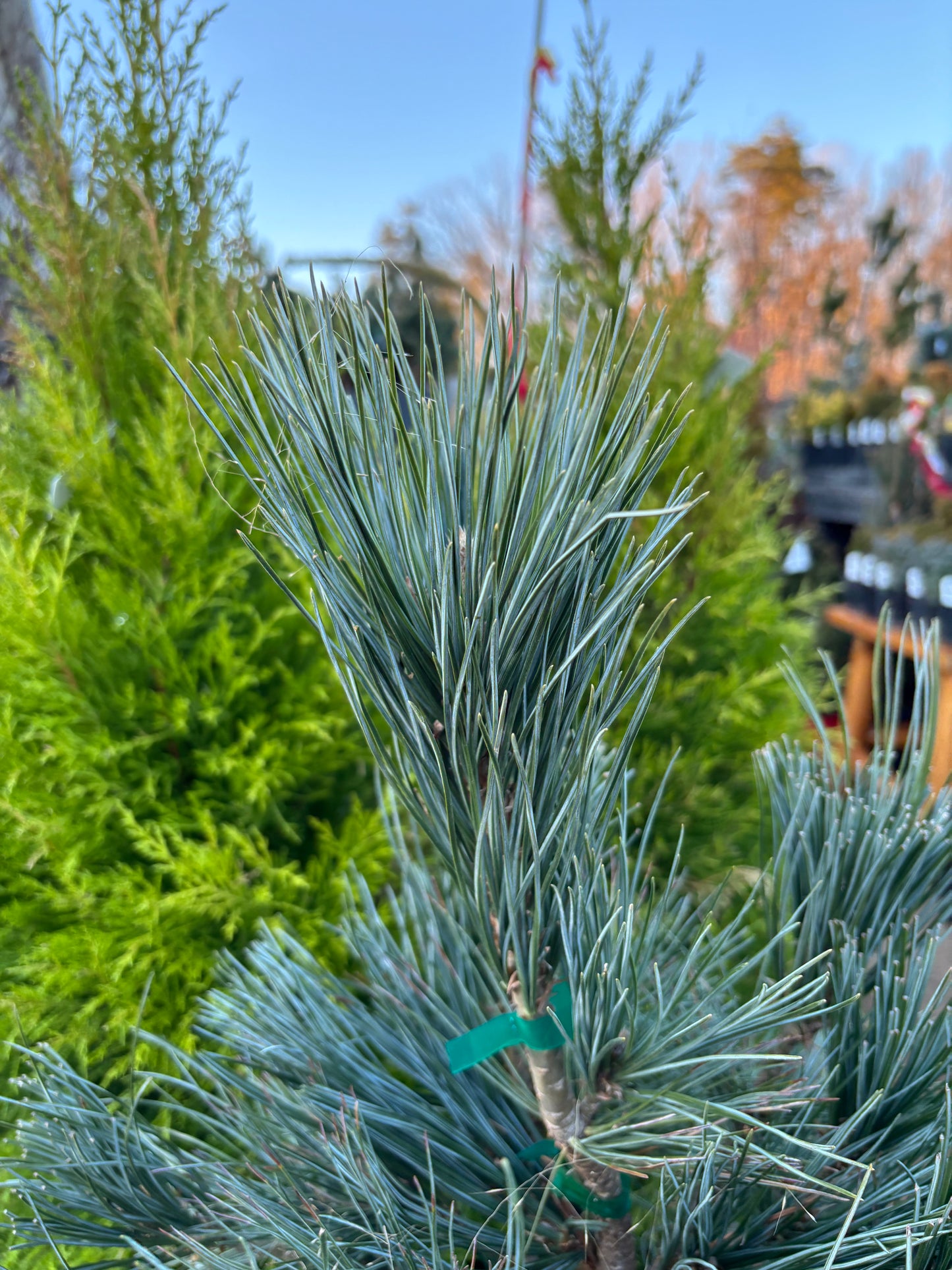 Pinus flexilis ‘Vanderwolf’s Pyramid’                         Vanderwolf’s Pyramid Limber Pine