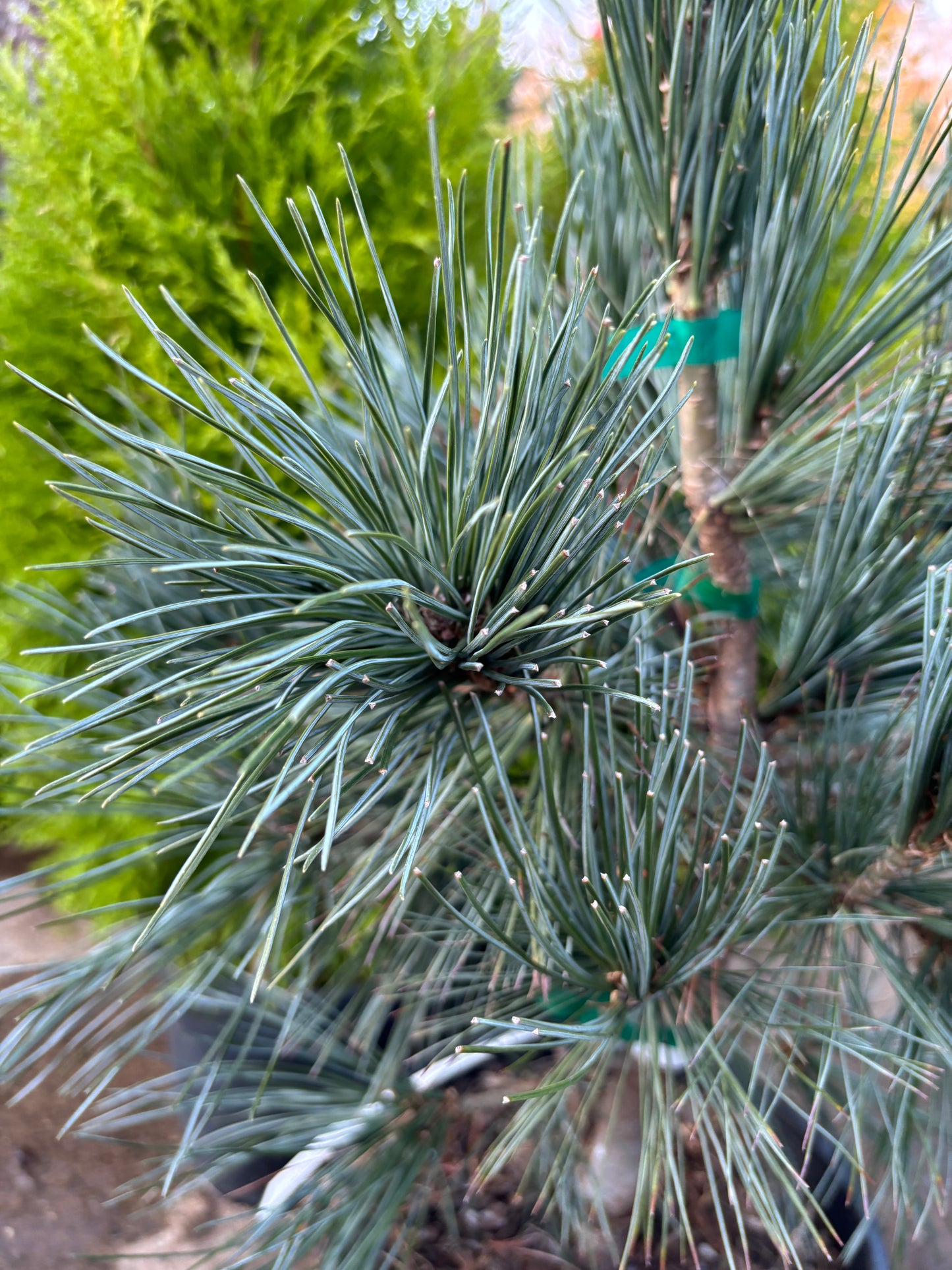 Pinus flexilis ‘Vanderwolf’s Pyramid’                         Vanderwolf’s Pyramid Limber Pine