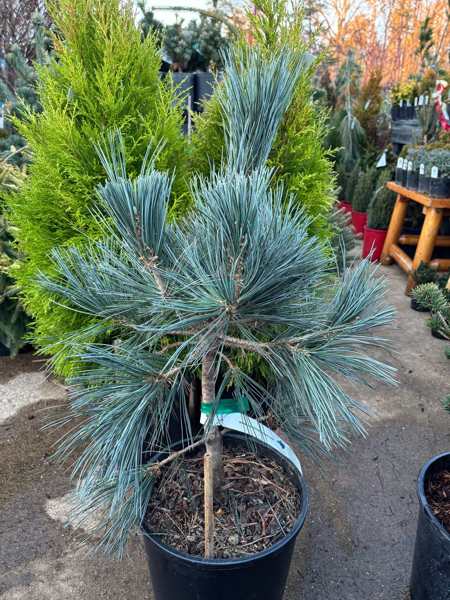 Pinus flexilis ‘Vanderwolf’s Pyramid’                         Vanderwolf’s Pyramid Limber Pine