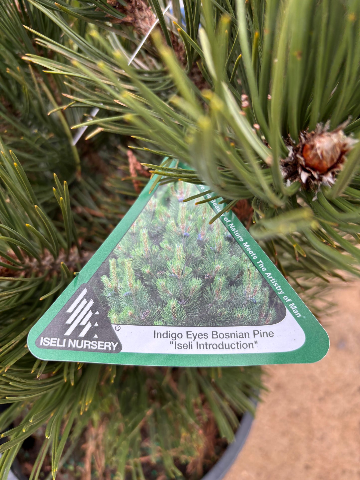 Pinus leucodermis ‘Indigo Eyes’