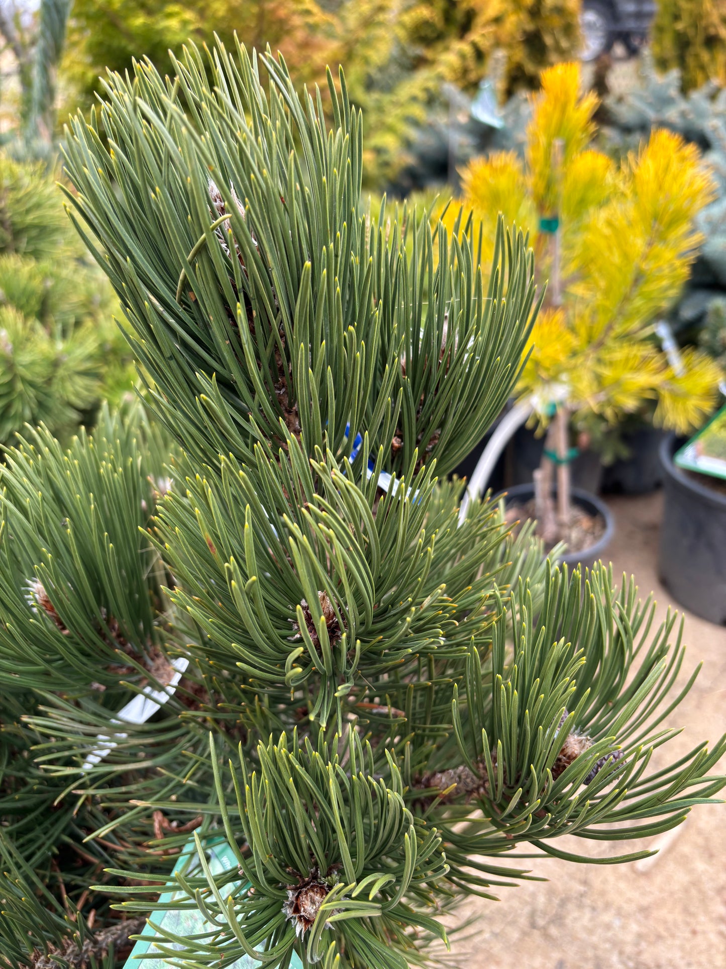 Pinus leucodermis ‘Indigo Eyes’