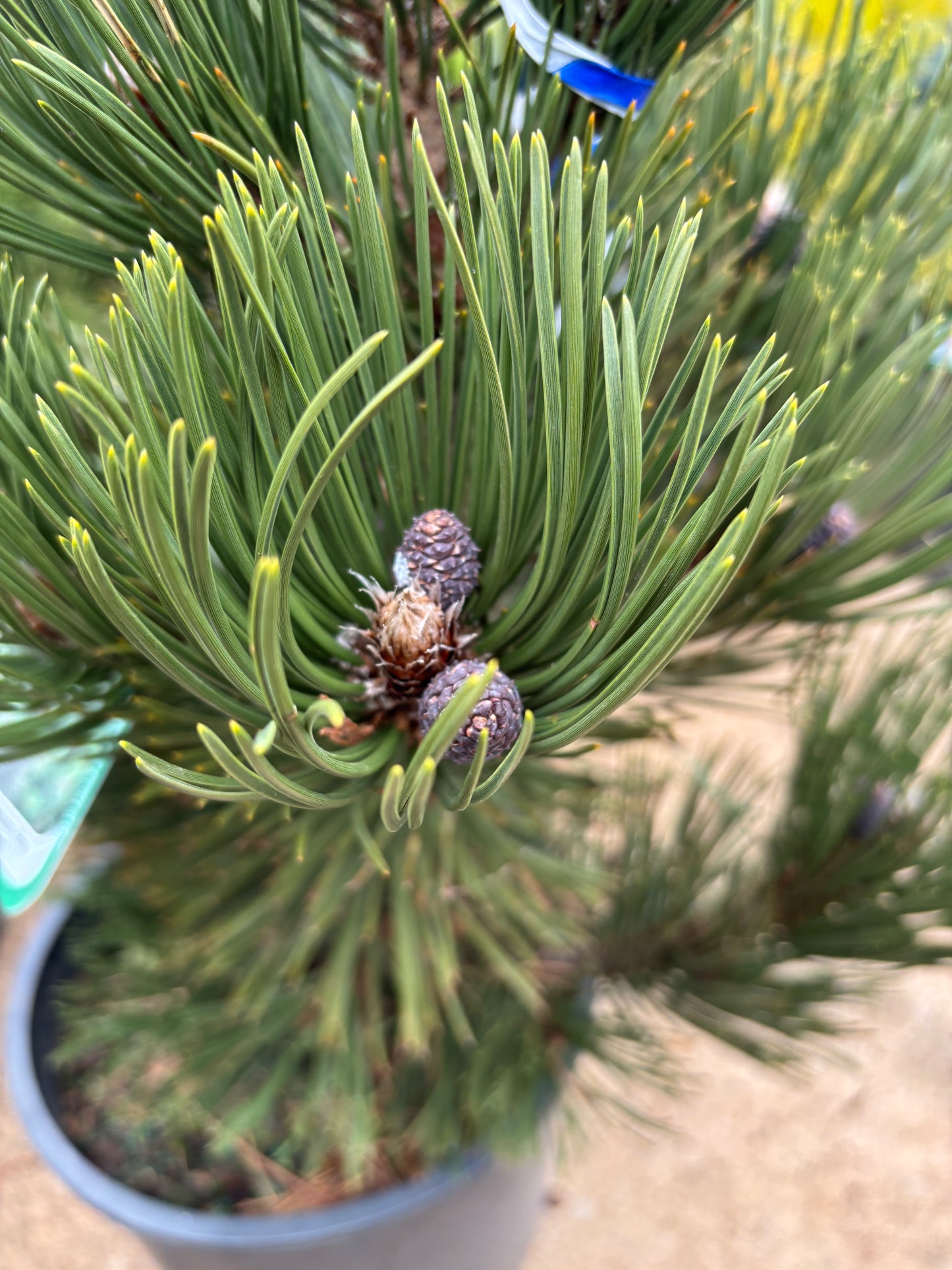 Pinus leucodermis ‘Indigo Eyes’