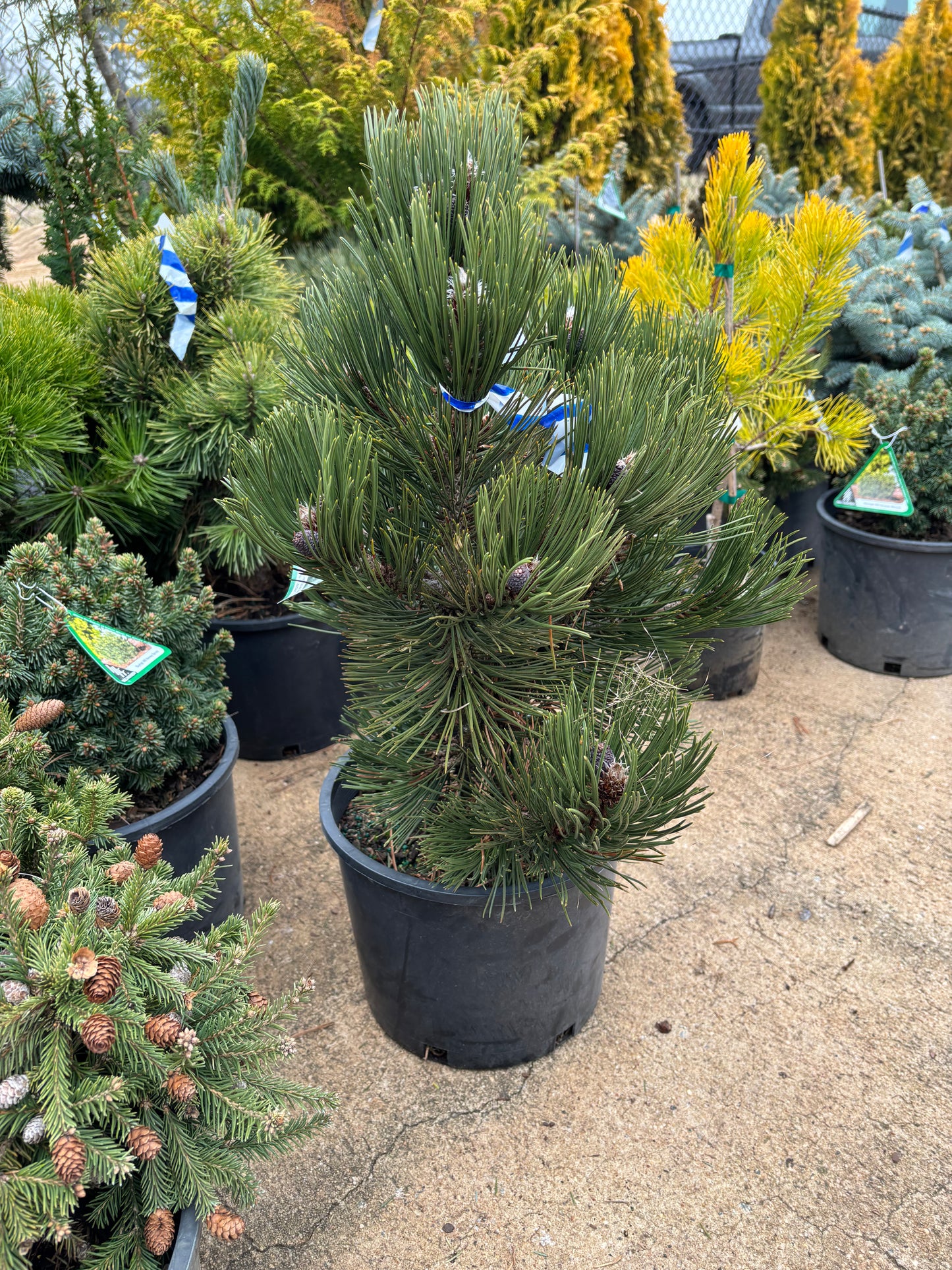 Pinus leucodermis ‘Indigo Eyes’
