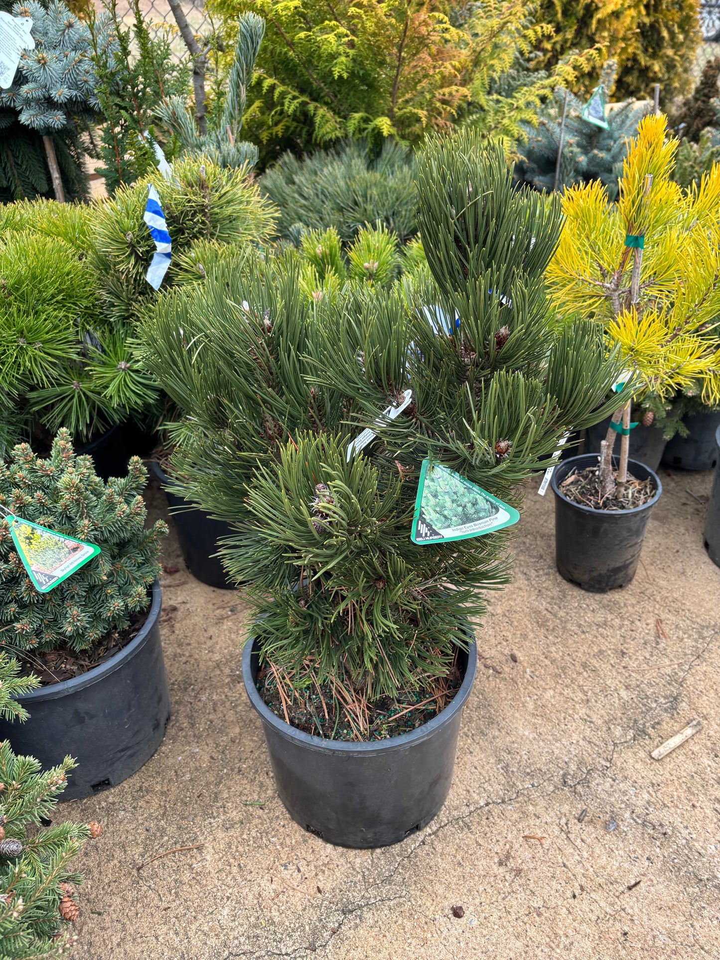 Pinus leucodermis ‘Indigo Eyes’