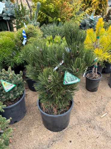 Pinus leucodermis ‘Indigo Eyes’