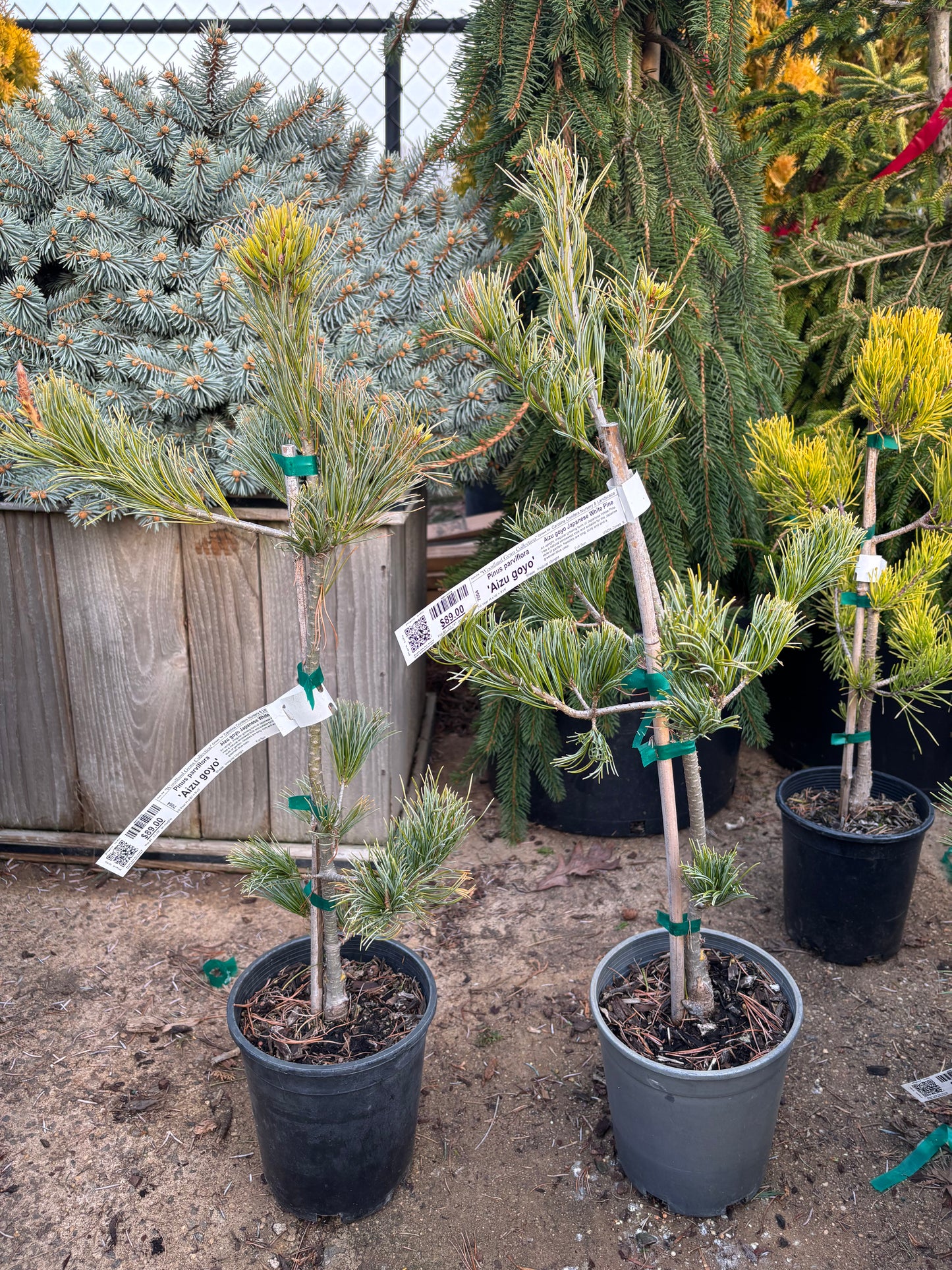 Pinus parviflora ‘Aizu Goyo’